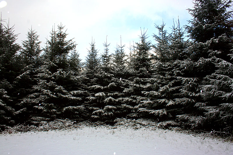 Snowy Dartmoor forest
