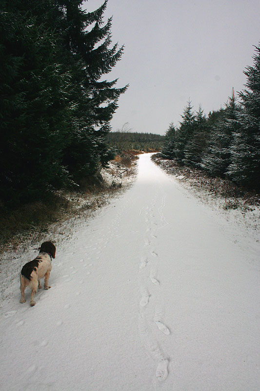 My mates dog with a open trail infront of her