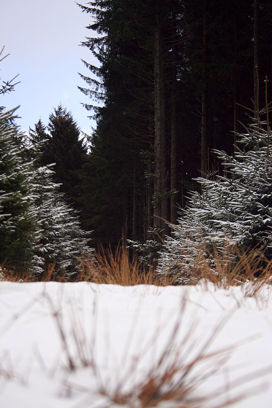 Dartmoor forest snow